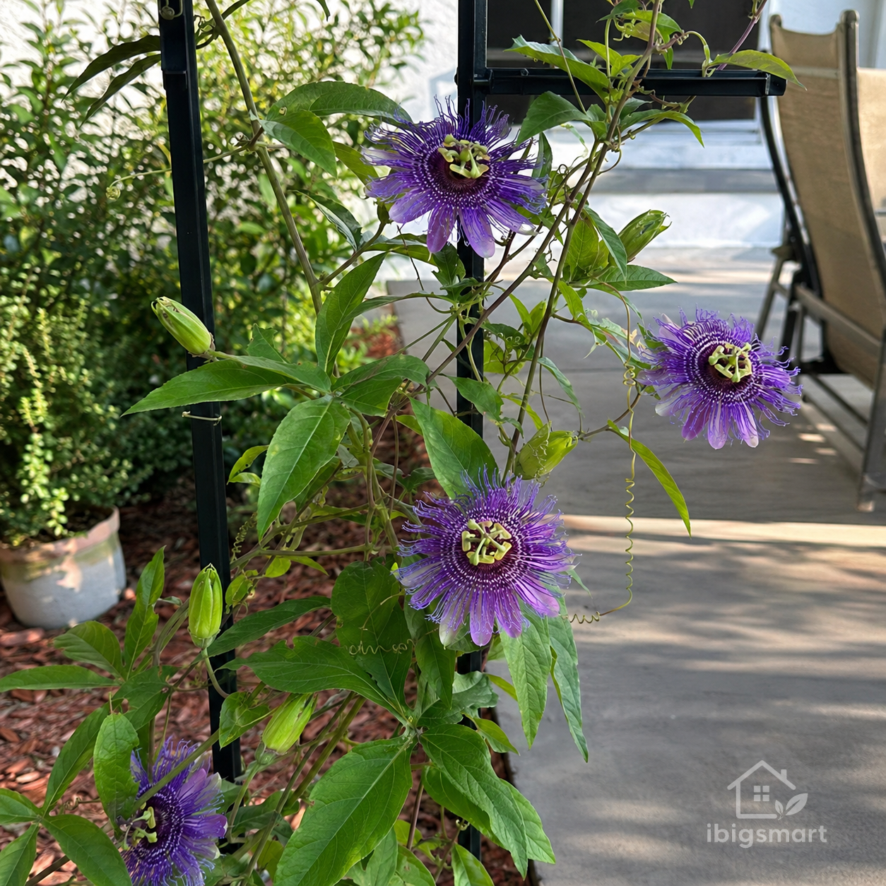 Passionflower Plant Care for More Flowers and a Manageable Vine Passionflower Plant Care for More Flowers and a Manageable Vine