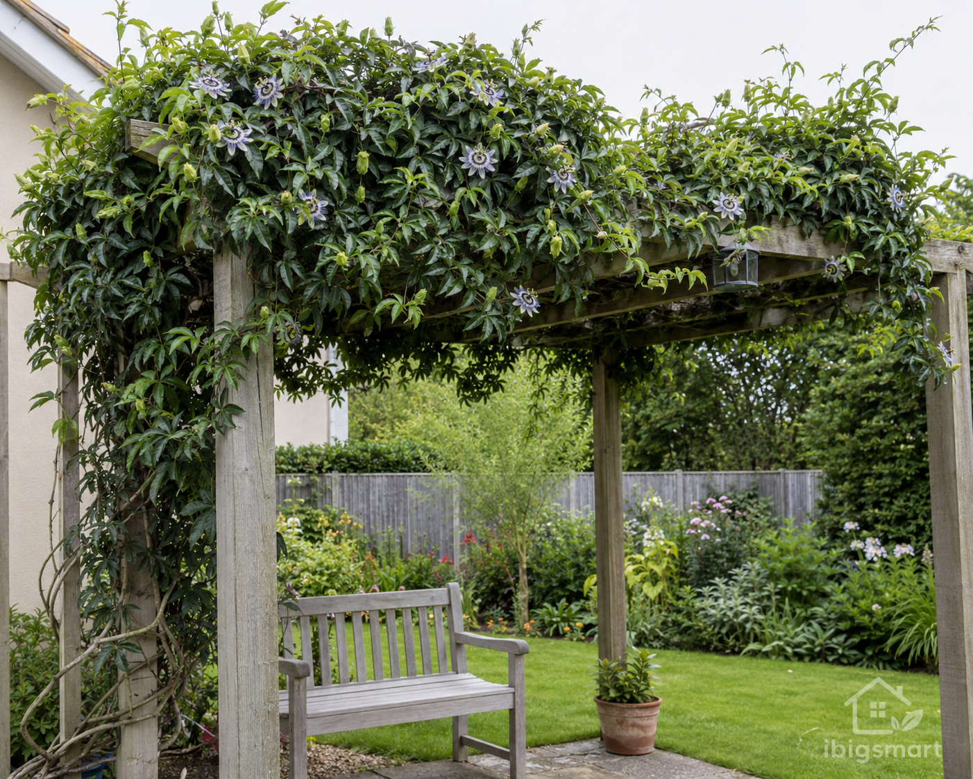 Passionflower Plant Care for More Flowers and a Manageable Vine