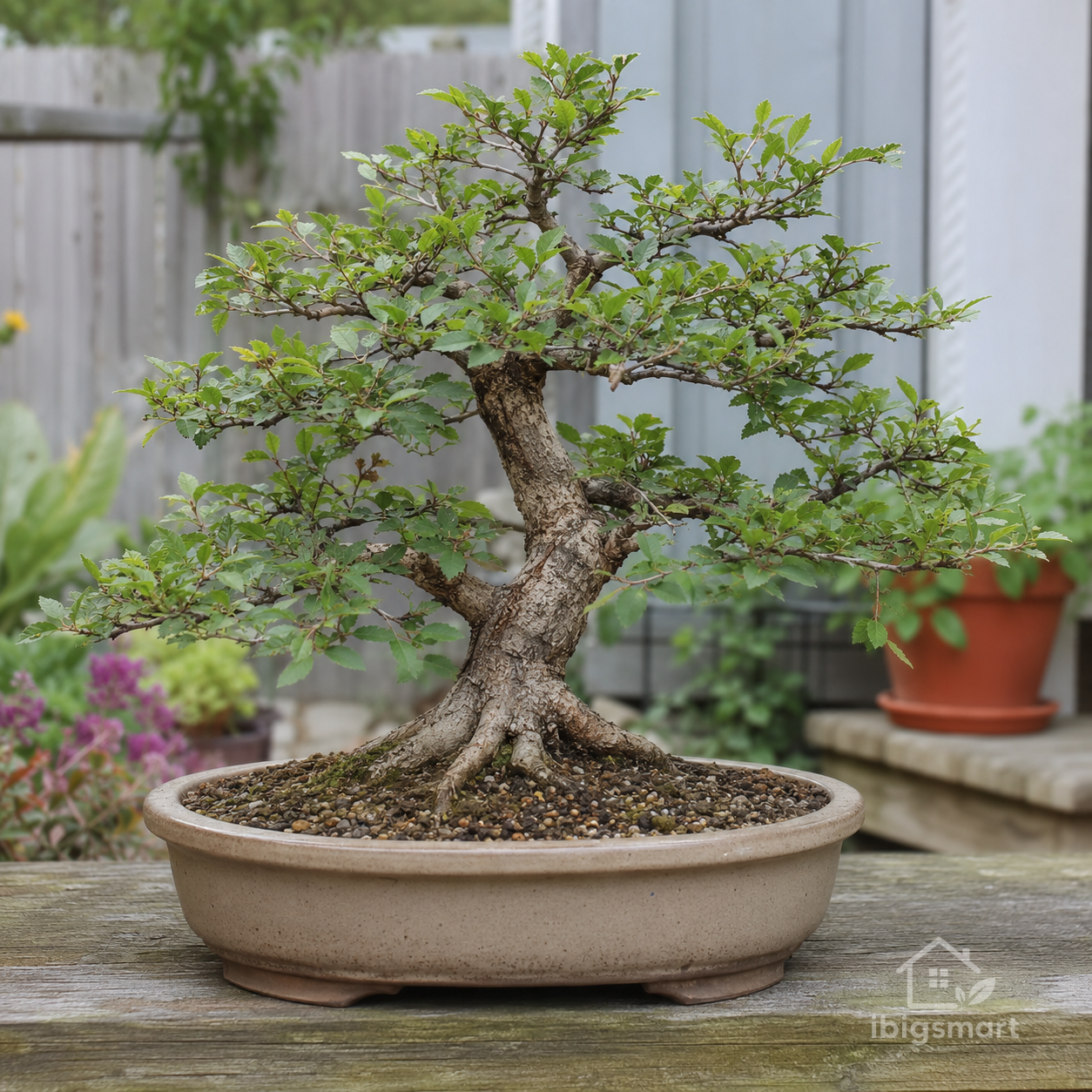 Bonsai Trees for Beginners: Avoid the Mistakes That Dry Them Out Bonsai Trees for Beginners: Avoid the Mistakes That Dry Them Out